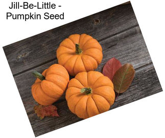 Jill-Be-Little - Pumpkin Seed