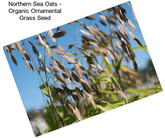 Northern Sea Oats - Organic Ornamental Grass Seed