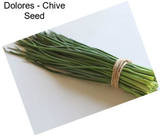 Dolores - Chive Seed