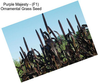 Purple Majesty - (F1) Ornamental Grass Seed