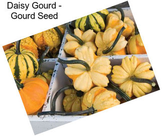 Daisy Gourd - Gourd Seed