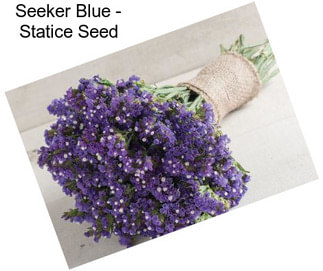 Seeker Blue - Statice Seed