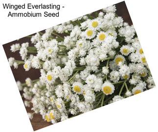 Winged Everlasting - Ammobium Seed