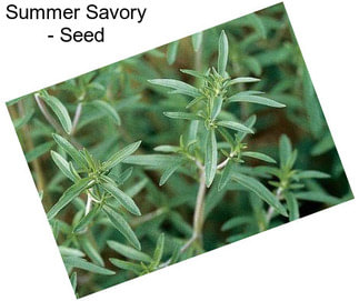 Summer Savory - Seed