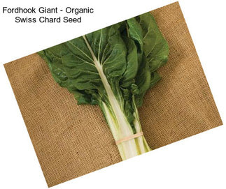 Fordhook Giant - Organic Swiss Chard Seed