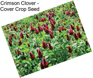 Crimson Clover - Cover Crop Seed