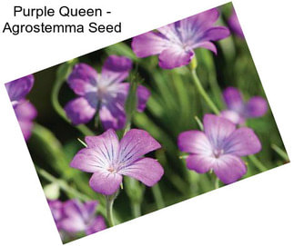 Purple Queen - Agrostemma Seed