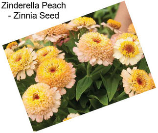 Zinderella Peach - Zinnia Seed