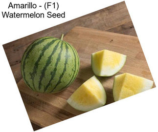 Amarillo - (F1) Watermelon Seed