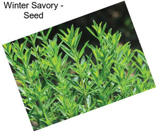 Winter Savory - Seed