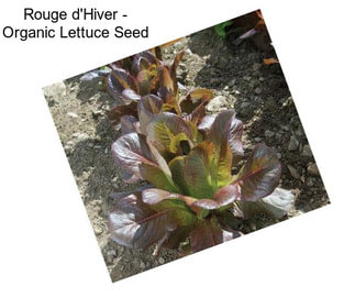 Rouge d\'Hiver - Organic Lettuce Seed