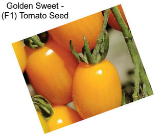 Golden Sweet - (F1) Tomato Seed