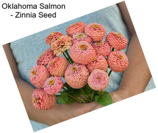 Oklahoma Salmon - Zinnia Seed