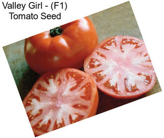 Valley Girl - (F1) Tomato Seed