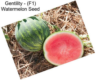 Gentility - (F1) Watermelon Seed