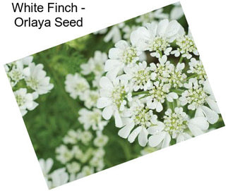 White Finch - Orlaya Seed