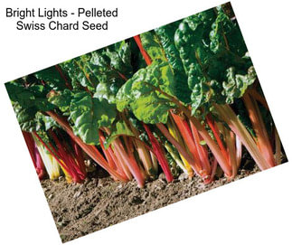 Bright Lights - Pelleted Swiss Chard Seed