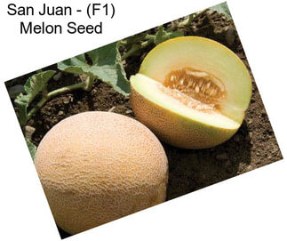 San Juan - (F1) Melon Seed