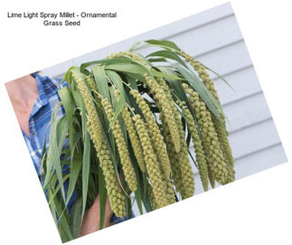 Lime Light Spray Millet - Ornamental Grass Seed