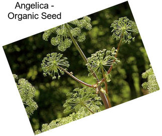 Angelica - Organic Seed