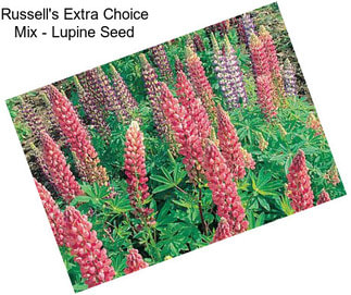 Russell\'s Extra Choice Mix - Lupine Seed