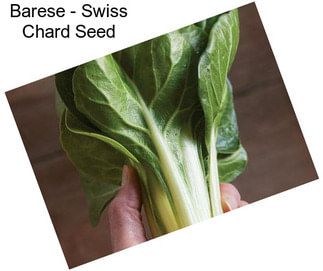 Barese - Swiss Chard Seed