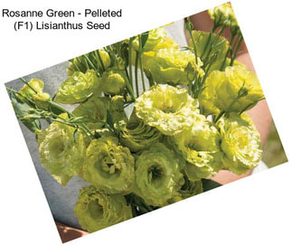 Rosanne Green - Pelleted (F1) Lisianthus Seed