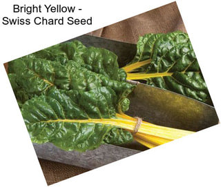 Bright Yellow - Swiss Chard Seed