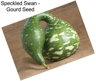 Speckled Swan - Gourd Seed