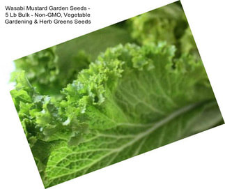 Wasabi Mustard Garden Seeds - 5 Lb Bulk - Non-GMO, Vegetable Gardening & Herb Greens Seeds