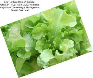 Leaf Lettuce Garden Seeds - Oakleaf - 1 Oz - Non-GMO, Heirloom Vegetable Gardening & Microgreens Seed - Oak Leaf