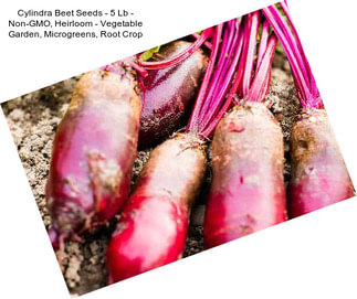 Cylindra Beet Seeds - 5 Lb - Non-GMO, Heirloom - Vegetable Garden, Microgreens, Root Crop