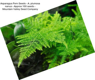 Asparagus Fern Seeds - A. plumosa nanus - Approx 100 seeds - Mountain Valley Seed Company