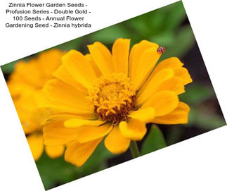 Zinnia Flower Garden Seeds - Profusion Series - Double Gold - 100 Seeds - Annual Flower Gardening Seed - Zinnia hybrida