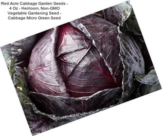 Red Acre Cabbage Garden Seeds - 4 Oz - Heirloom, Non-GMO Vegetable Gardening Seed - Cabbage Micro Green Seed