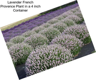 Lavender French Provence Plant in a 4 inch Container