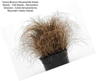 Carex Bronco Ornamental Grass Seeds - 100 Seeds - Decorative Grasses - Carex tenuisecta by Mountain Valley Seeds