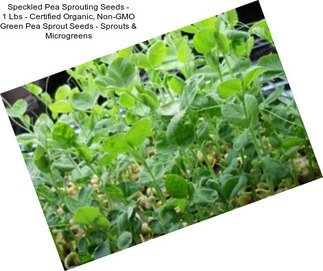 Speckled Pea Sprouting Seeds - 1 Lbs - Certified Organic, Non-GMO Green Pea Sprout Seeds - Sprouts & Microgreens
