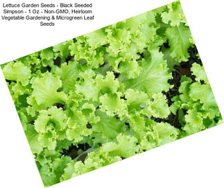 Lettuce Garden Seeds - Black Seeded Simpson - 1 Oz - Non-GMO, Heirloom Vegetable Gardening & Microgreen Leaf Seeds