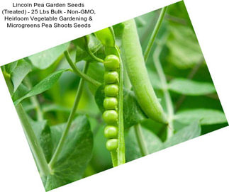 Lincoln Pea Garden Seeds (Treated) - 25 Lbs Bulk - Non-GMO, Heirloom Vegetable Gardening & Microgreens Pea Shoots Seeds
