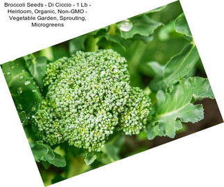 Broccoli Seeds - Di Ciccio - 1 Lb - Heirloom, Organic, Non-GMO - Vegetable Garden, Sprouting, Microgreens