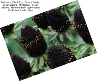 Rudbeckia (Black Eyed Susan) Seeds - Green Wizard - 100 Seeds - Green Blooms - Perennial Black-Eyed Susan Cut Flower Garden Seed