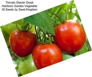Tomato Glacier Great Heirloom Garden Vegetable 30 Seeds by Seed Kingdom
