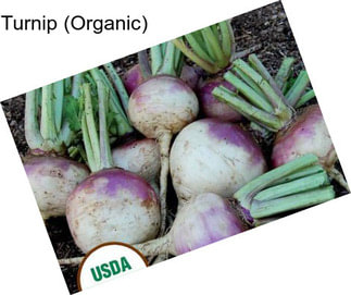 Turnip (Organic)