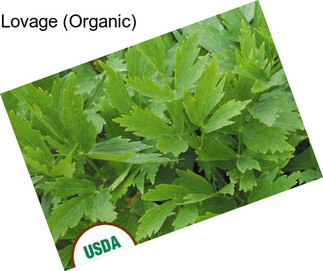 Lovage (Organic)