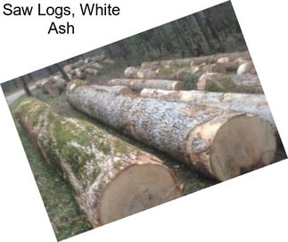 Saw Logs, White Ash