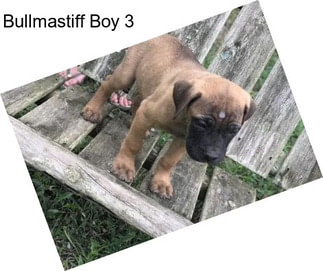 Bullmastiff Boy 3