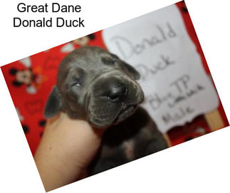 Great Dane Donald Duck