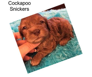 Cockapoo Snickers