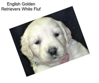 English Golden Retrievers White Fluf